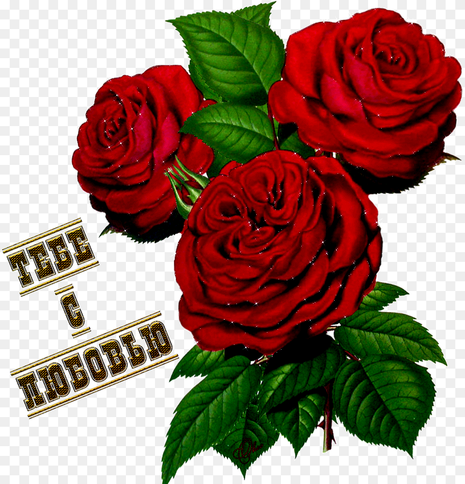 Izobrazhenie Dlya Plejkasta Gif Kartinki Prosto Tak Dlya Plemyannika, Flower, Plant, Rose Png