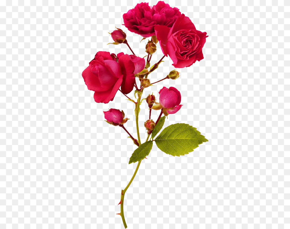 Izobrazhenie Dlya Plejkasta Horoshego Dnya Krasivie Kartinki Dobroe Utro, Flower, Petal, Plant, Rose Free Png Download