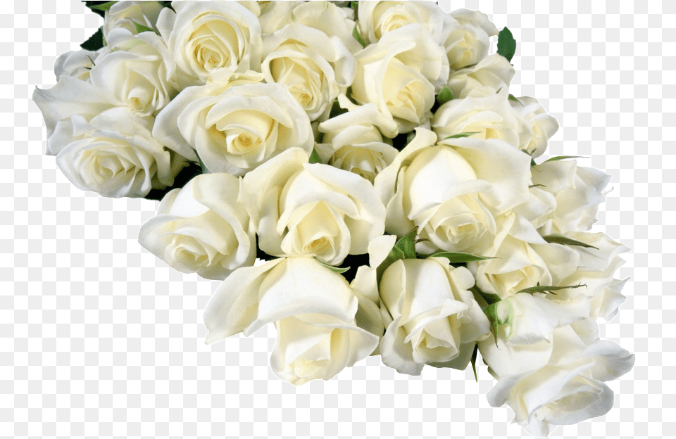 Izobrazhenie Dlya Plejkasta White Roses Flower, Flower Arrangement, Flower Bouquet, Plant, Rose Free Png Download