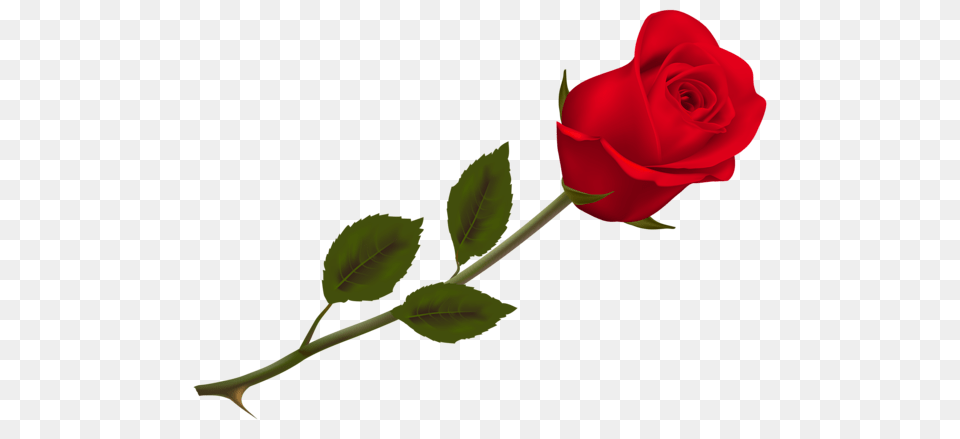 J Red Roses Rose, Flower, Plant Free Png Download