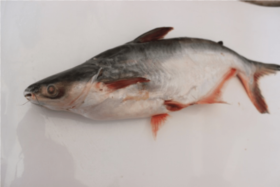 Jaal Kapour Jaal Kapour Pacific Sturgeon, Animal, Fish, Sea Life, Food Png Image