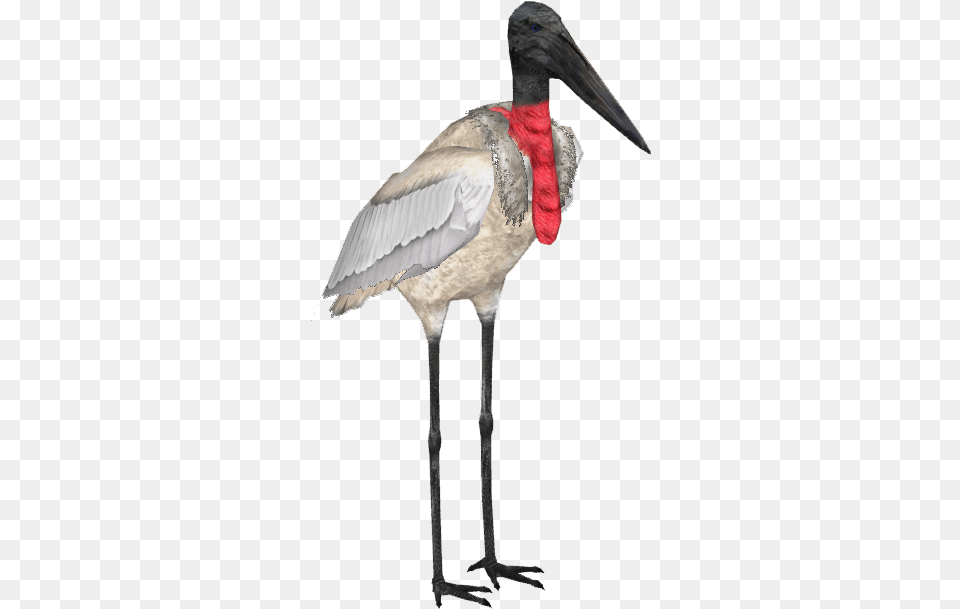 Jabiru Stork Stork, Animal, Bird, Waterfowl, Crane Bird Png Image