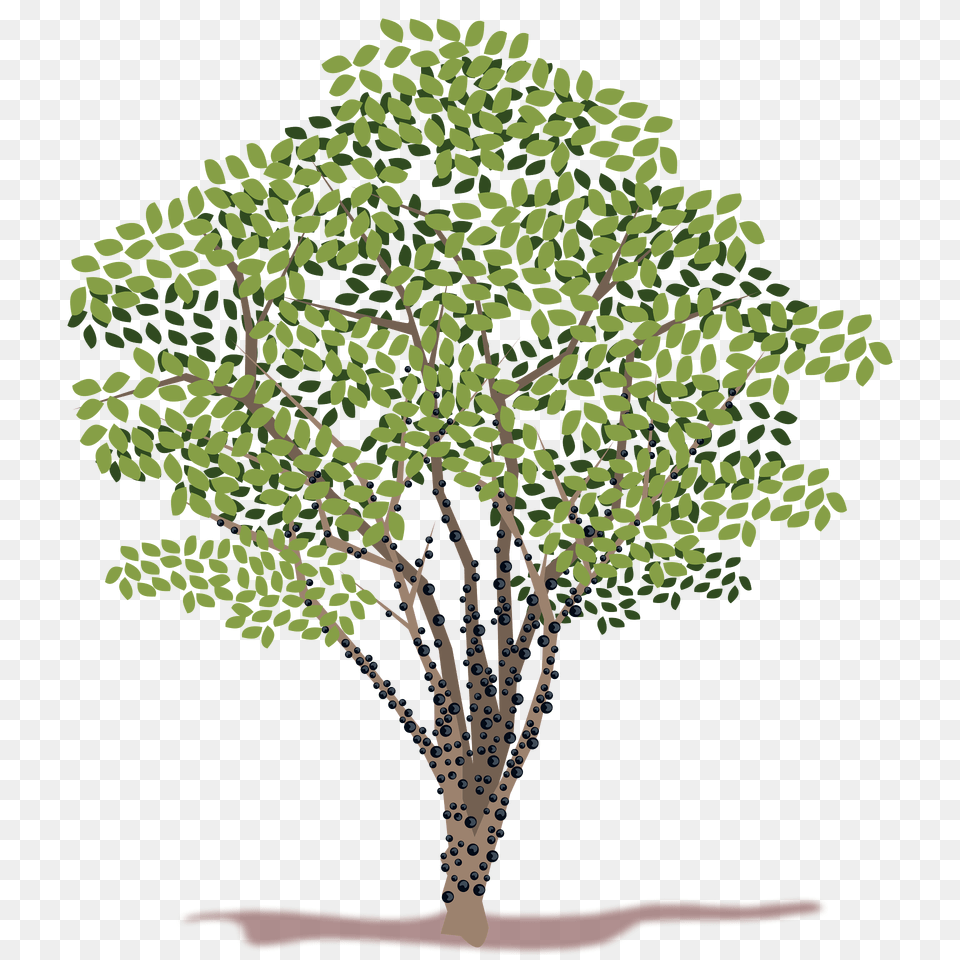 Jabuticaba Tree Clipart, Oak, Plant, Sycamore, Vegetation Free Png Download