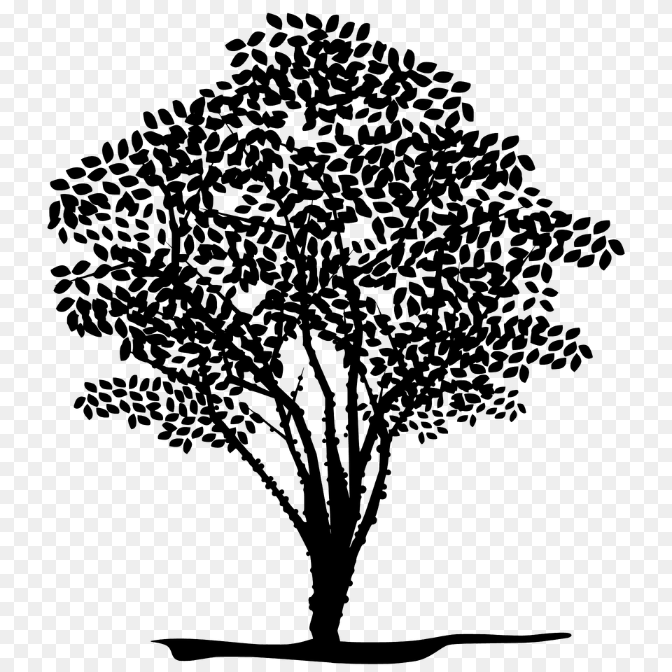 Jabuticaba Tree Silhouette, Art, Plant, Oak, Sycamore Png Image