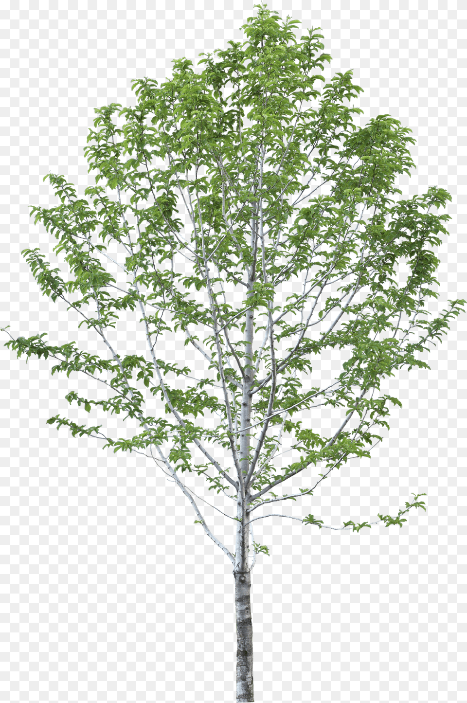 Jacaranda, Plant, Tree, Maple, Leaf Free Transparent Png