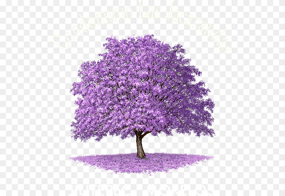 Jacaranda Tree Forest Drawing, Purple, Plant, Flower, Vegetation Png Image
