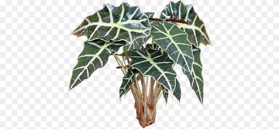 Jacey Alocasia Plant Texture Alocasia Plant, Leaf, Flower, Tree, Potted Plant Free Png Download