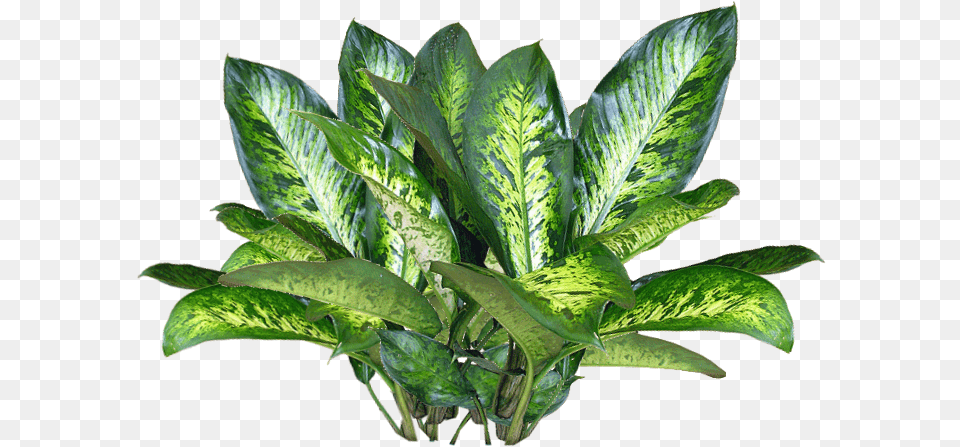 Jacey Searle Plant Texture Plant, Leaf, Potted Plant, Herbal, Herbs Free Transparent Png