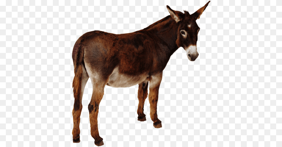 Jack Donkey, Animal, Mammal, Horse Free Png Download