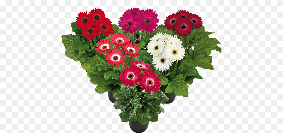 Jack Frost Mix Bc Barberton Daisy, Flower, Flower Arrangement, Flower Bouquet, Plant Free Png Download