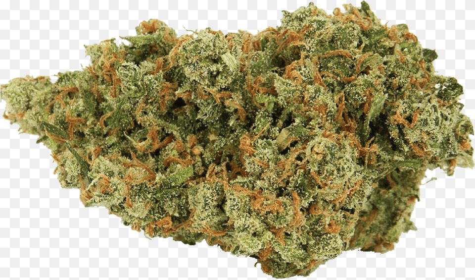 Jack Herer Cannabis Nug Jack Herer Sativa, Plant, Weed, Grass Free Png