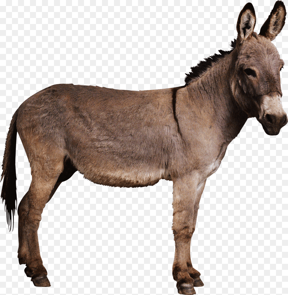 Jack Picture Ennai Paar Yogam Varum, Animal, Donkey, Mammal, Horse Free Png