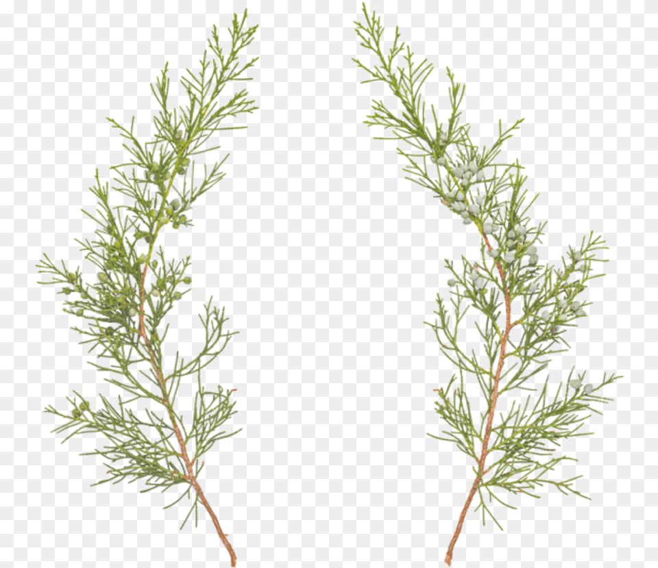 Jack Pine, Conifer, Leaf, Plant, Tree Free Png