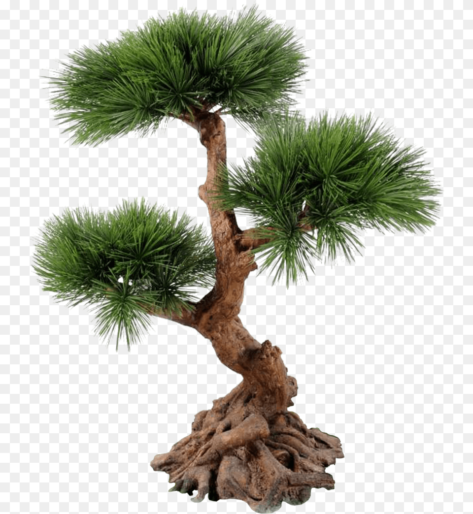 Jack Pine Tree, Conifer, Plant, Potted Plant, Bonsai Png Image