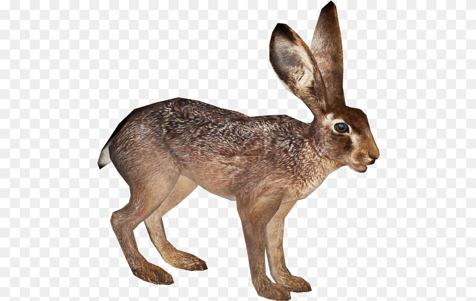 Jack Rabbit Rabit Black Tailed Jackrabbit, Animal, Hare, Mammal, Rodent Free Png