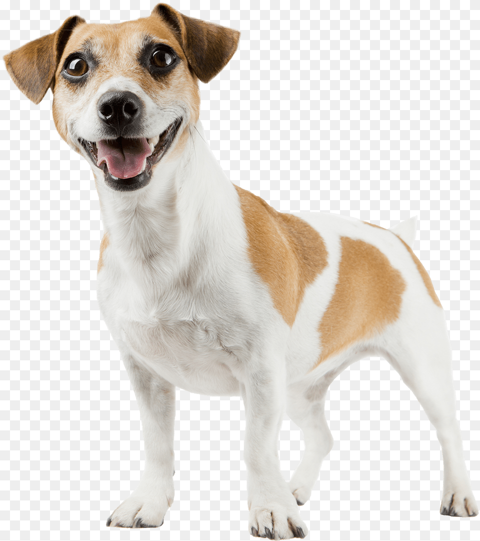 Jack Russell Bark Collar For Small Dog, Animal, Canine, Hound, Mammal Free Png Download