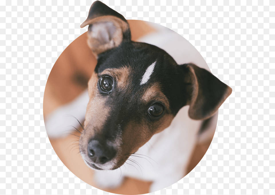 Jack Russell Terrier, Animal, Canine, Dog, Hound Free Png Download