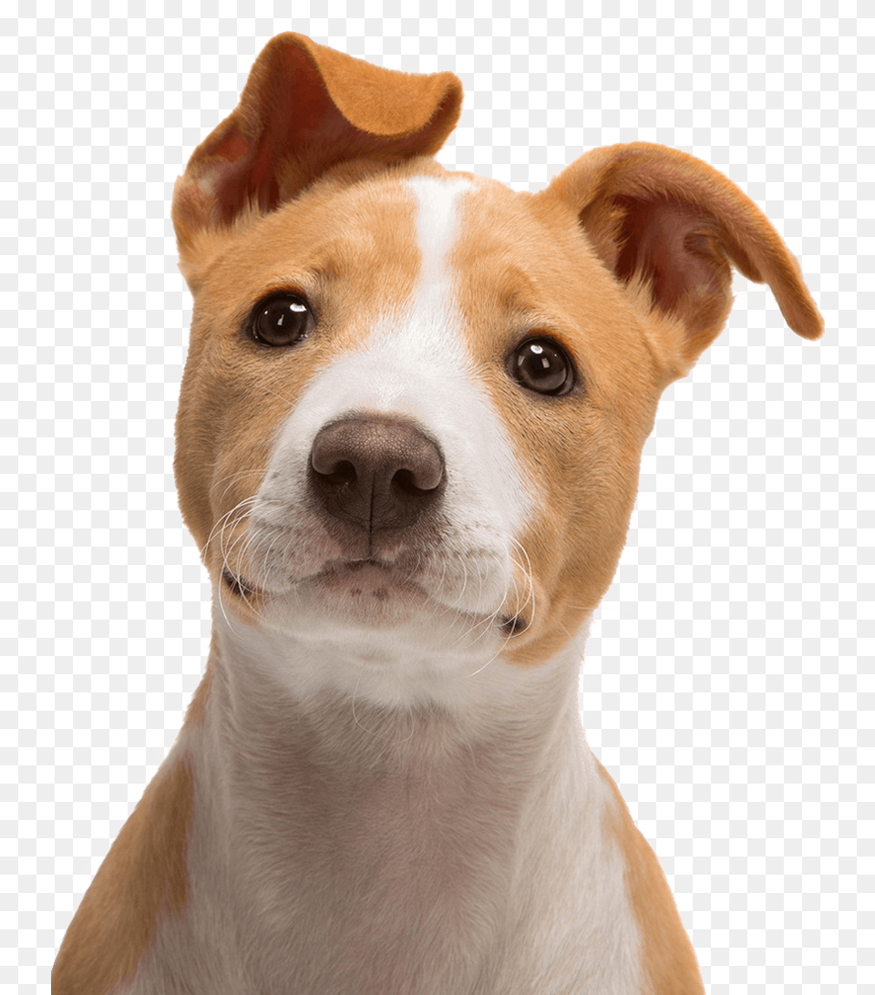 Jack Russell Terrier Bull Terrier Puppy Cute Dog Face, Animal, Canine, Mammal, Pet Free Png Download