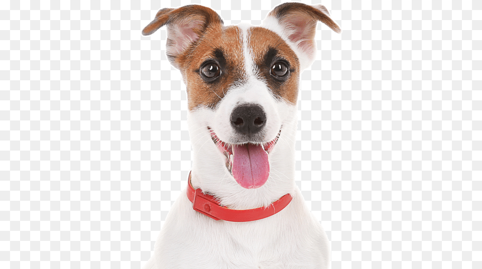 Jack Russell Terrier Dog, Accessories, Animal, Canine, Mammal Png Image