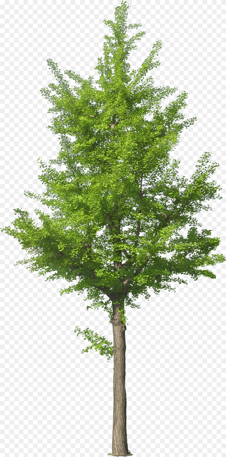 Jack Tree Download Tree Front View Png