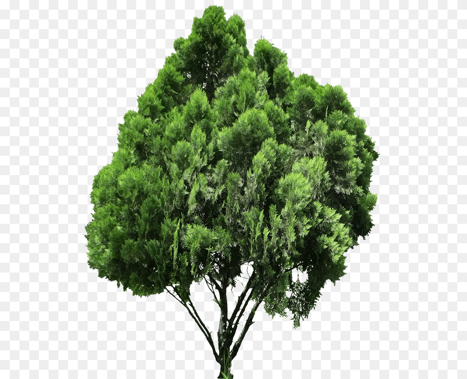 Jack Tree High Quality Image Plan Tree For Photoshop, Oak, Plant, Sycamore, Conifer Free Transparent Png