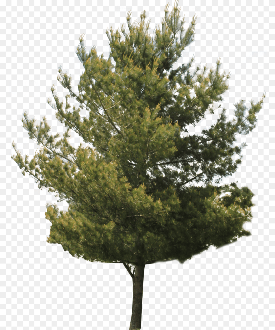 Jack Tree Transparent Images, Plant, Fir, Conifer, Pine Png