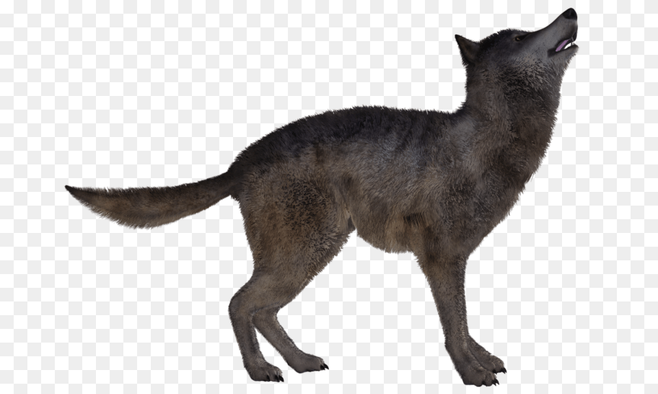 Jackal, Animal, Mammal, Wolf, Coyote Free Transparent Png