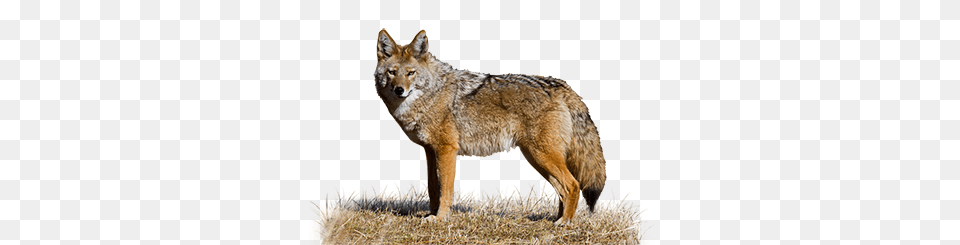 Jackal, Animal, Coyote, Mammal, Canine Png Image