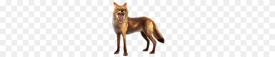 Jackal, Animal, Mammal, Coyote, Red Fox Free Png Download
