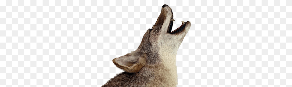 Jackal, Animal, Coyote, Mammal, Wolf Free Transparent Png