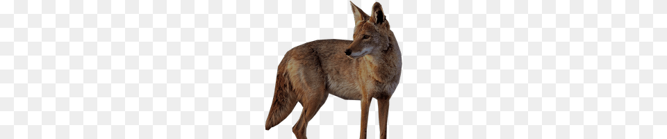 Jackal, Animal, Coyote, Mammal, Kangaroo Free Transparent Png