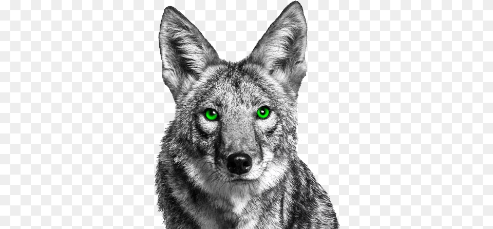 Jackal, Animal, Coyote, Mammal, Canine Free Png