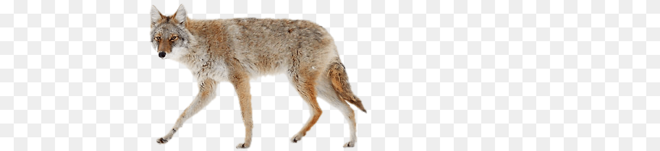 Jackal, Animal, Coyote, Mammal, Canine Free Png