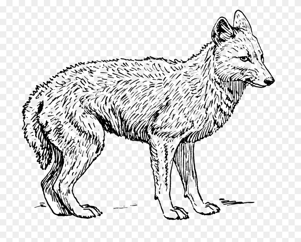 Jackal, Art, Animal, Canine, Dog Png Image