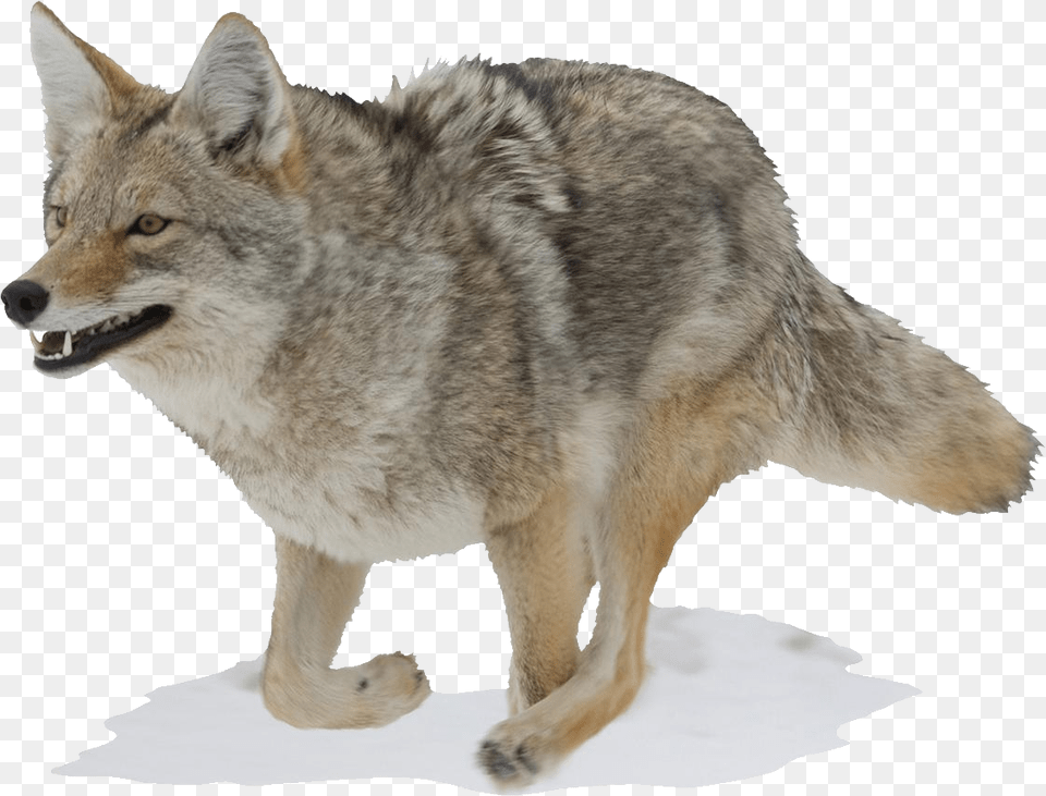 Jackal, Animal, Coyote, Mammal, Canine Free Transparent Png