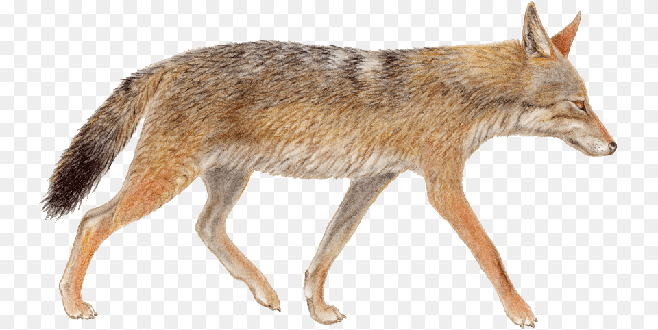 Jackal, Animal, Mammal, Coyote, Dog Png