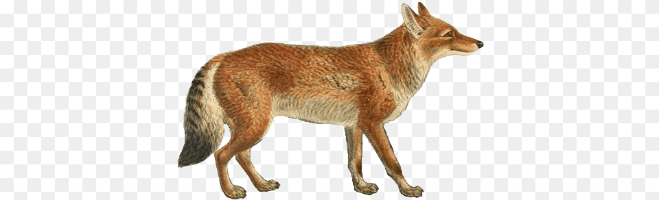 Jackal, Animal, Coyote, Kangaroo, Mammal Png Image