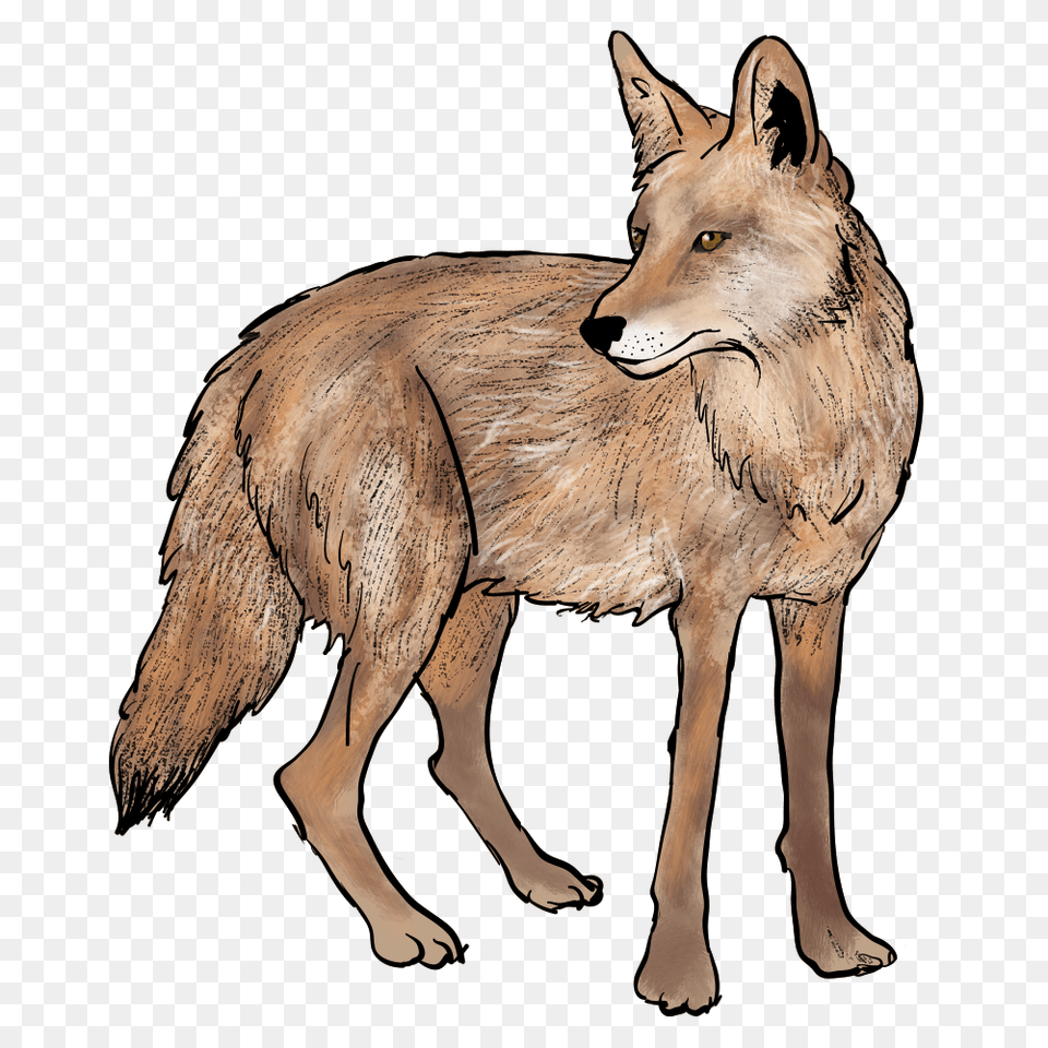 Jackal, Animal, Coyote, Mammal, Canine Free Transparent Png