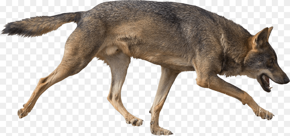 Jackal, Animal, Canine, Mammal, Red Wolf Free Transparent Png