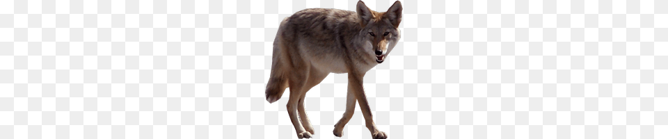 Jackal, Animal, Coyote, Mammal, Canine Png