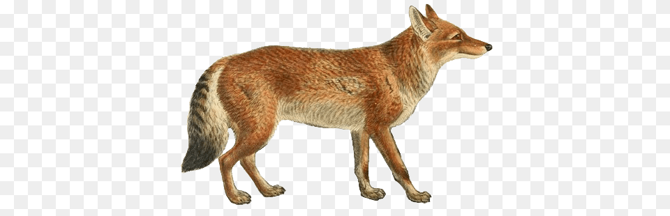 Jackal, Animal, Kangaroo, Mammal, Canine Png