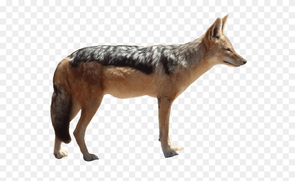 Jackal, Animal, Coyote, Mammal, Canine Png