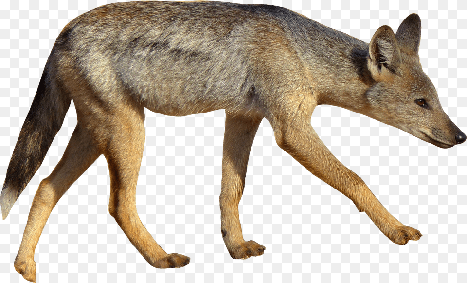 Jackal, Animal, Coyote, Mammal, Kangaroo Png Image