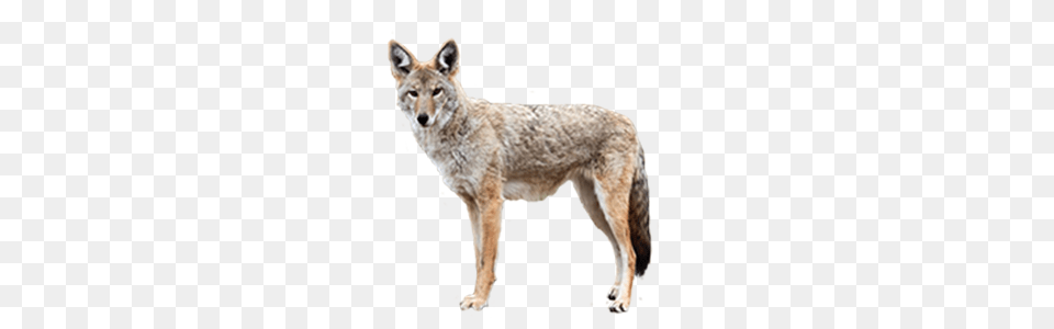 Jackal, Animal, Coyote, Mammal, Canine Free Transparent Png