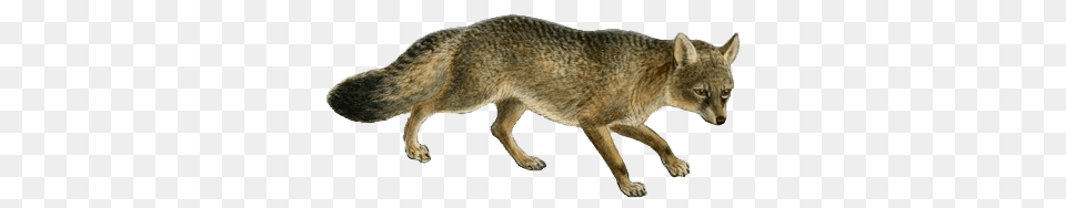 Jackal, Animal, Mammal, Coyote, Rodent Free Transparent Png