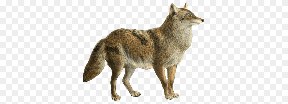 Jackal, Animal, Coyote, Mammal, Kangaroo Free Png Download