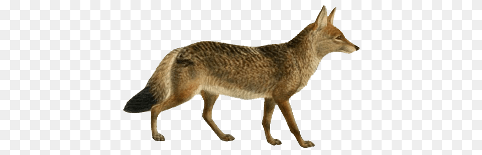 Jackal, Animal, Coyote, Mammal, Kangaroo Free Png