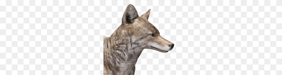 Jackal, Animal, Coyote, Mammal, Canine Free Png