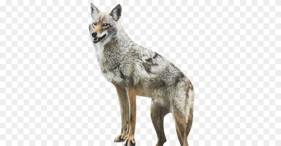 Jackal, Animal, Coyote, Mammal, Canine Free Transparent Png