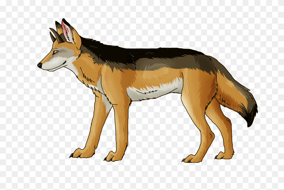 Jackal, Animal, Canine, Coyote, Mammal Free Png Download